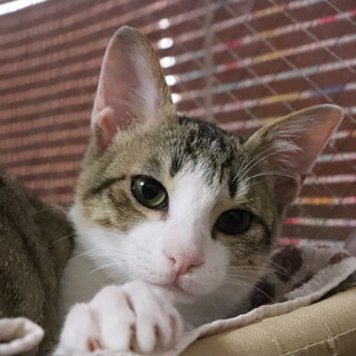 トライアル中☆甘えるのも遊ぶのも大好きキジ白くん