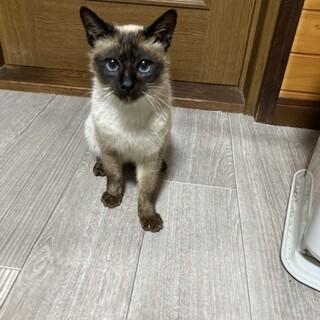 シャムMIXの子猫