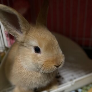 ネザーランドドワーフの募集です。