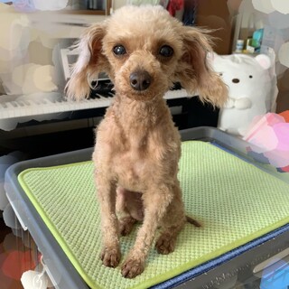 トイプードル♀️『ルカ』推定７才