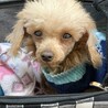 トイプードル♀️『ルカ』推定７才 サムネイル2