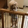 トイプードル♀️『ルカ』推定７才 サムネイル4