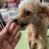 トイプードル♀️『ルカ』推定７才 サムネイル7