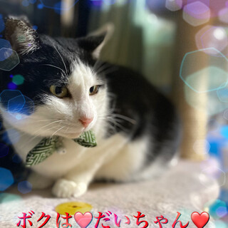 里親決定❤️大ちゃんの家族になってください❤️