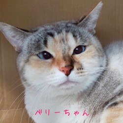 ＊キャットソシオン譲渡会＊第122回