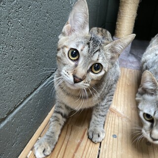 【兄弟猫】なつちゃん