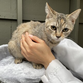 【兄弟猫】ふゆちゃん