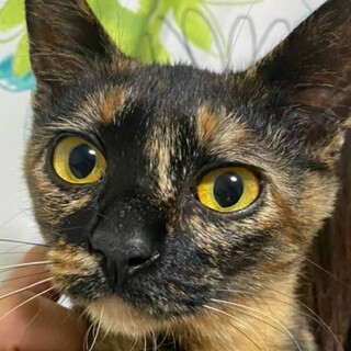 お膝の上が大好なスリゴロのことちゃんです❣️