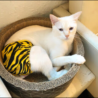 困っていない困り顔『クルトン』