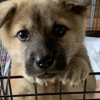 庭先に現れた野良仔犬ちゃん