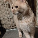 飼い主保健所持ち込みの立ち耳スコ　譲渡会予約枠あり