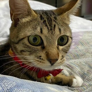 抱っこも大好き添い寝もしてくれるベルちゃん