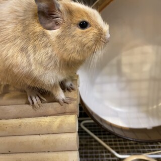 デグーの女の子です。