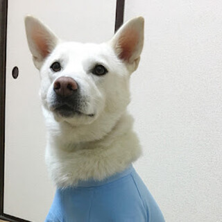 穏やか男子「雪之丞」