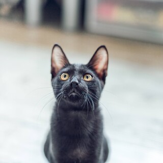 おもちゃ依存症『猿田彦』