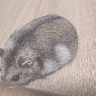 元気な男の子！ジャンガリアンハムスター里親様募集