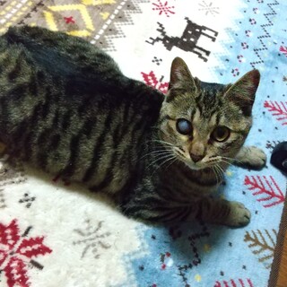 トライアル中♡人も猫もおもちゃも大好き、紬ちゃん