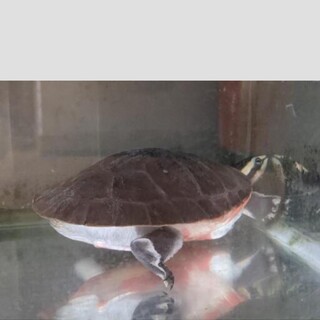 ニシキマゲクビガメ✤アルバーティス