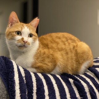 群馬多頭崩壊レスキュー☆ティー♀