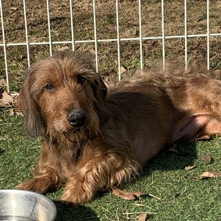 ワイヤーダックスフンドのダー君