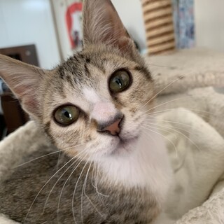 幸せの鍵しっぽ❤️カワイイ女の子ですよ！