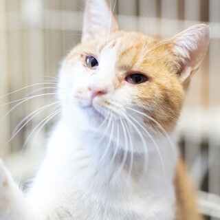 茶白の穏やかな男の子