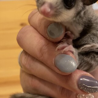 フクロモモンガ プラチナベイビーイケメン男子