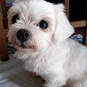 マルチーズ♀プティ サムネイル2