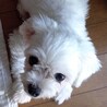 マルチーズ♀プティ サムネイル3