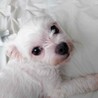 マルチーズ♀プティ サムネイル4
