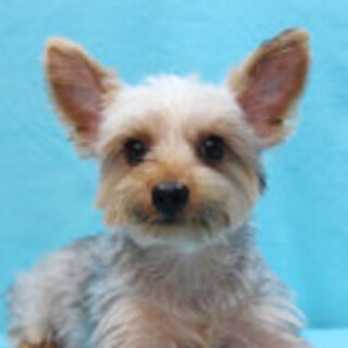 ヨークシャーテリアの男の子です！