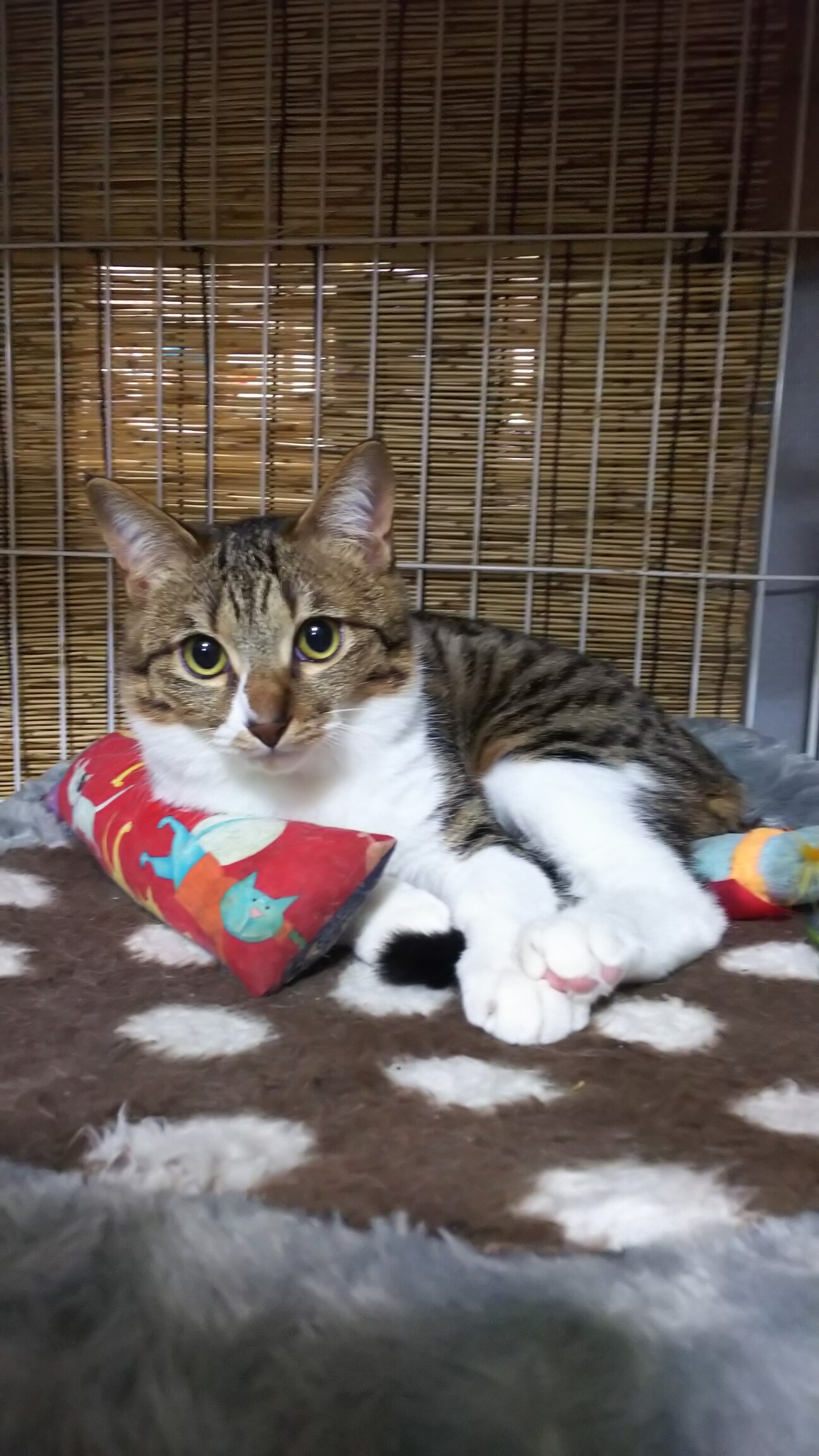 遊ぶの大好き！おもちくん♪8ヶ月くらい！ サムネイル1