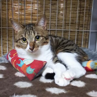 遊ぶの大好き！おもちくん♪8ヶ月くらい！