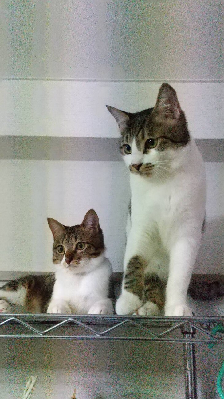 遊ぶの大好き！おもちくん♪8ヶ月くらい！ サムネイル3