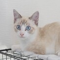 青い目のラグドール風猫ちゃん