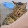 人間大好き！エイズキャリアのきゃく君 サムネイル2