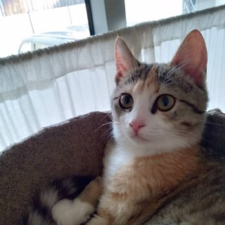 美アイラインみけこねこ