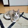 美アイラインみけこねこ サムネイル2