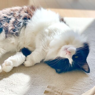 ふわふわ長毛３才 スキンシップ大好きな甘えん坊