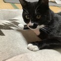 人懐こい子猫です❣️