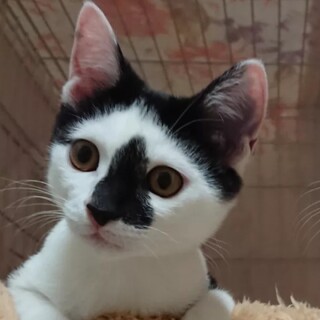 コアラの里親さん大募集！