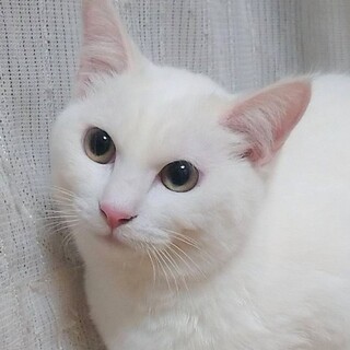 里親さん決定！白猫の女の子 リンちゃん