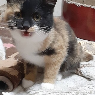 おっとり クロミケちゃん