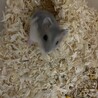ジャンガリアンハムスターの赤ちゃん サムネイル5