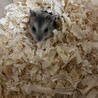 ジャンガリアンハムスターの赤ちゃん サムネイル6