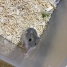 ジャンガリアンハムスターの赤ちゃん サムネイル7