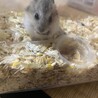 ジャンガリアンハムスターの赤ちゃん サムネイル2