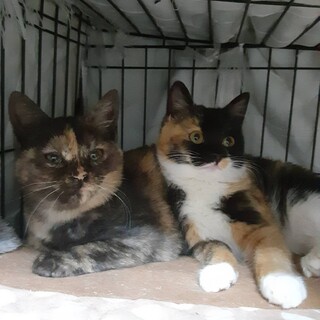 可愛い パステルミケの女の子