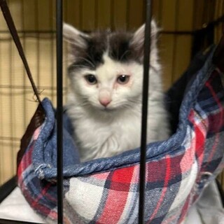 チビチビにゃん、長毛のテン君！