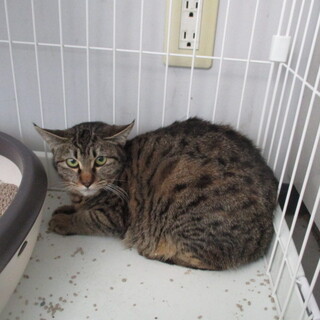 処分対象になります。収容期限2/7朝迄